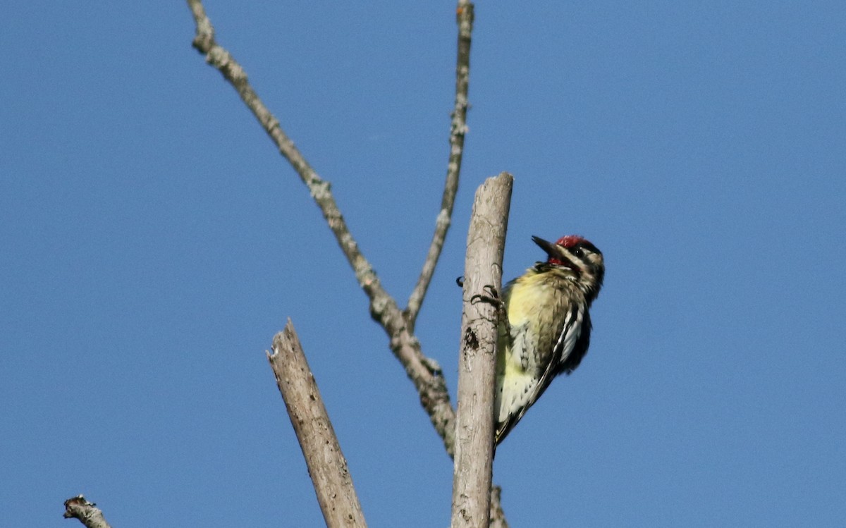 Yellow-bellied Sapsucker - ML69557531