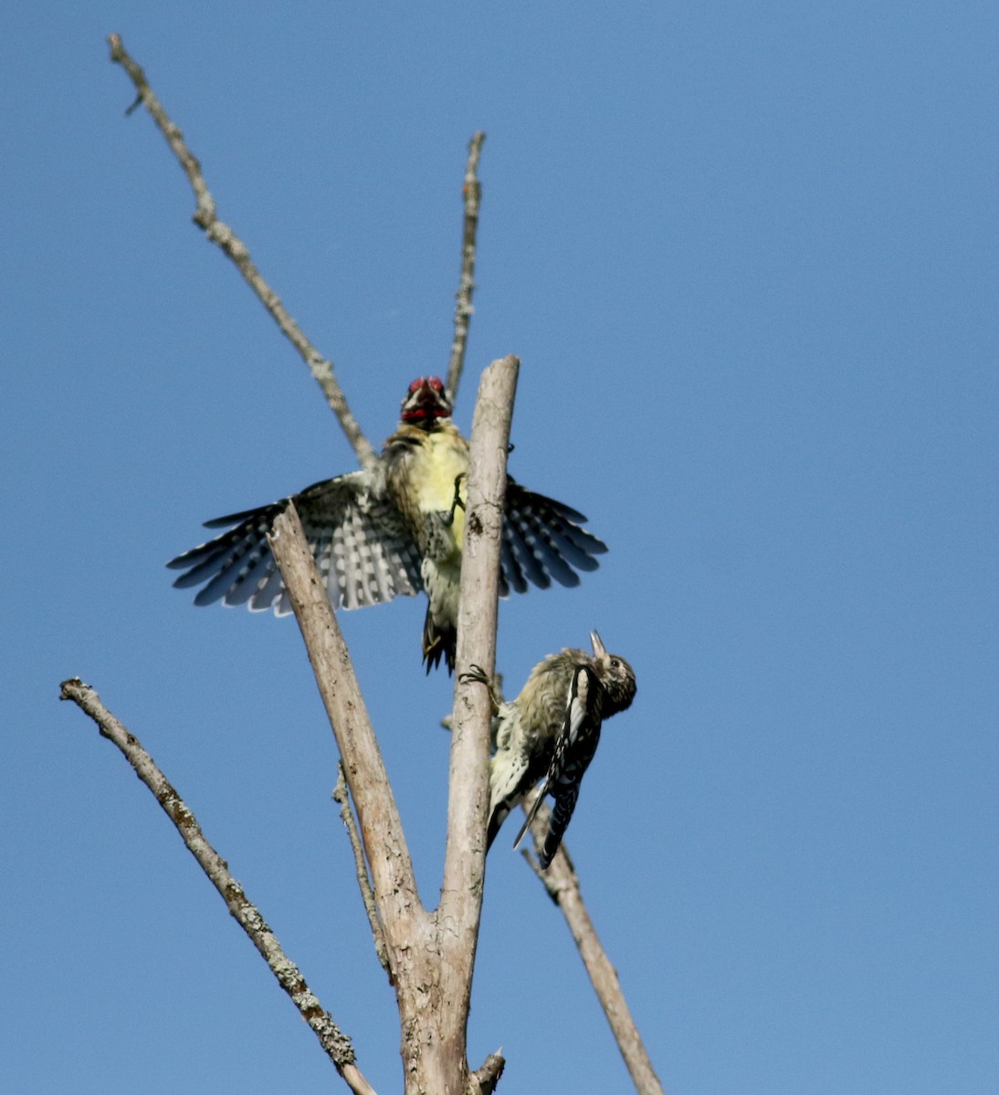 Yellow-bellied Sapsucker - ML69557671