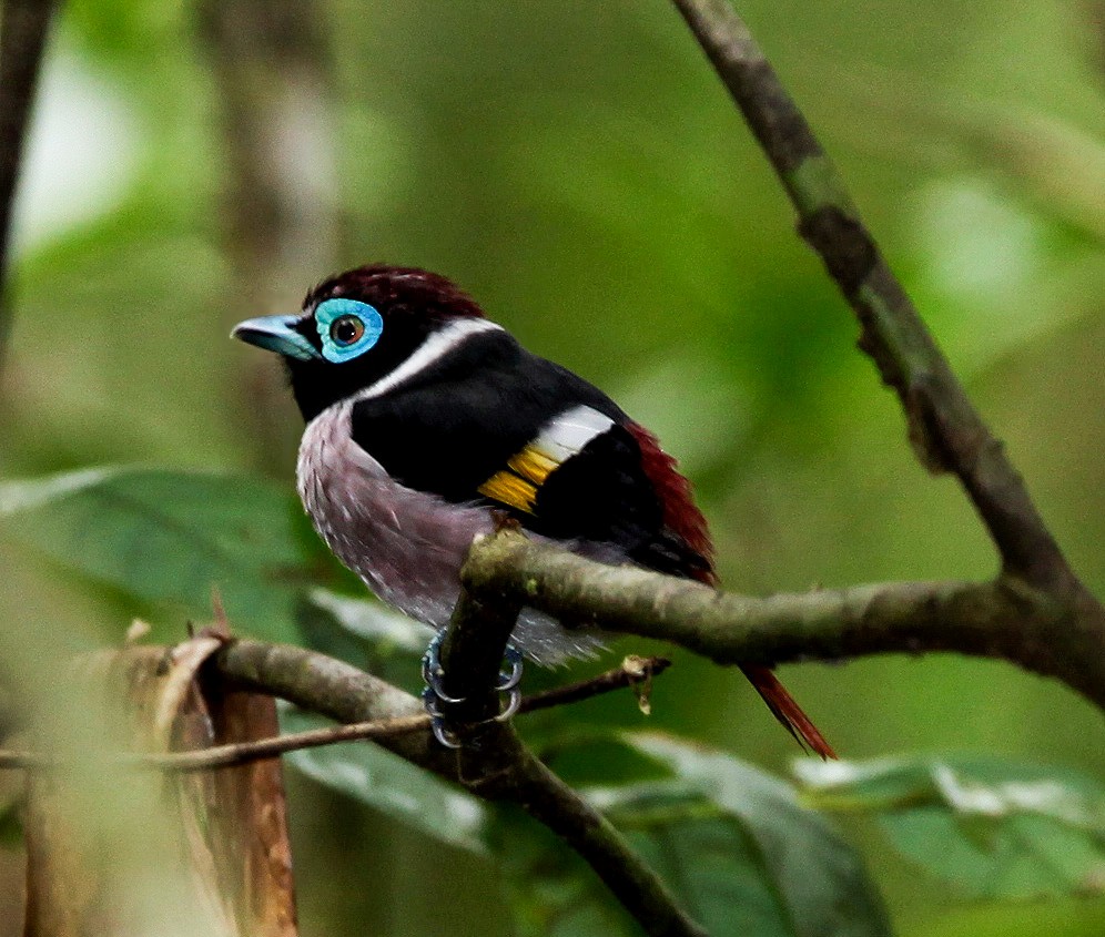 Wattled Broadbill - ML69557751