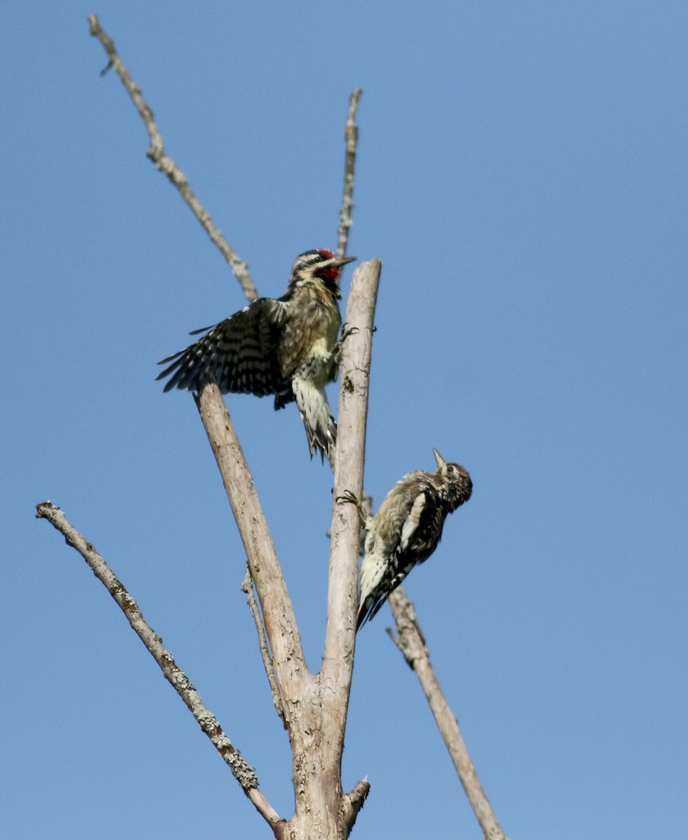 Yellow-bellied Sapsucker - ML69557781