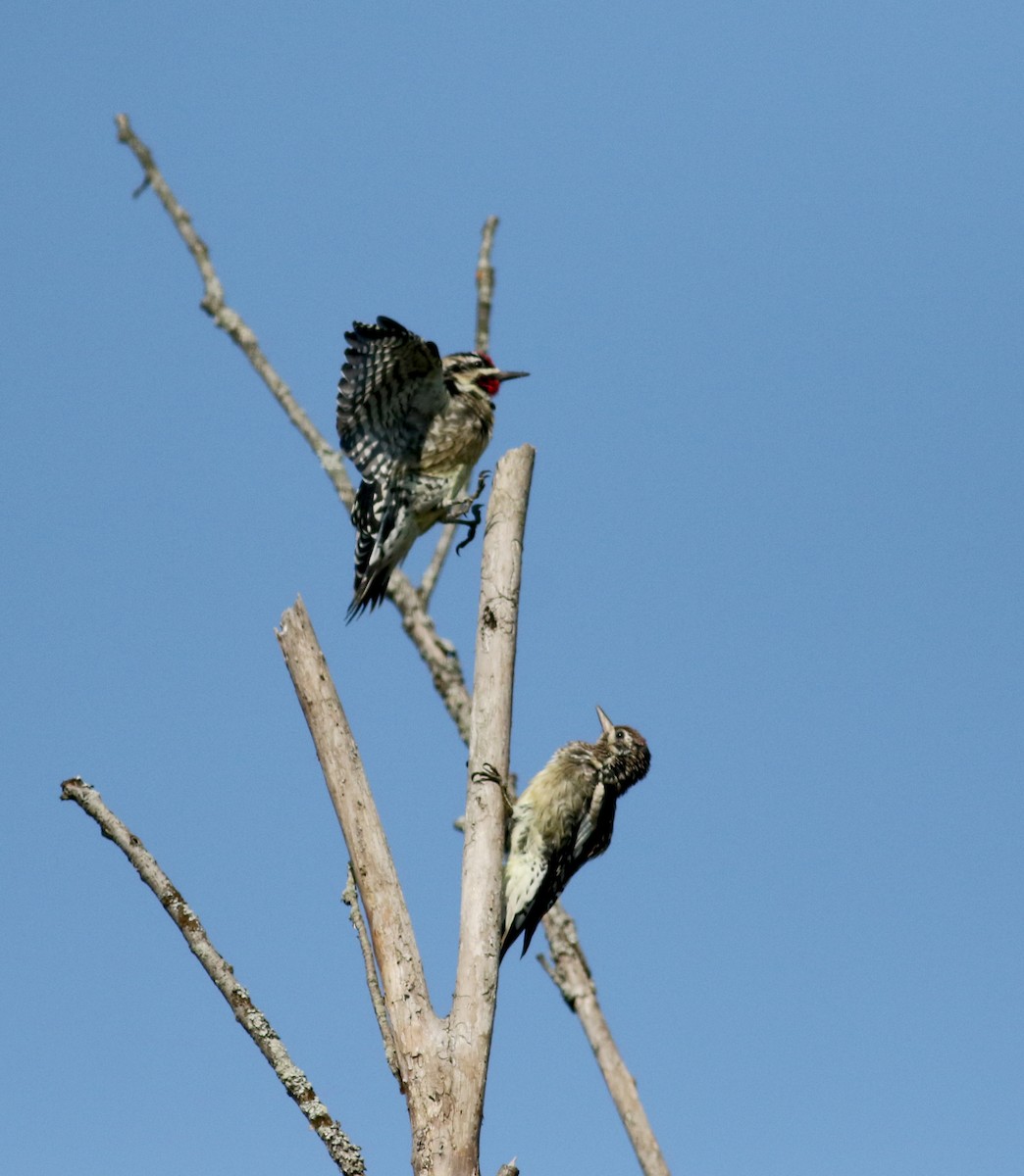 Yellow-bellied Sapsucker - ML69557801