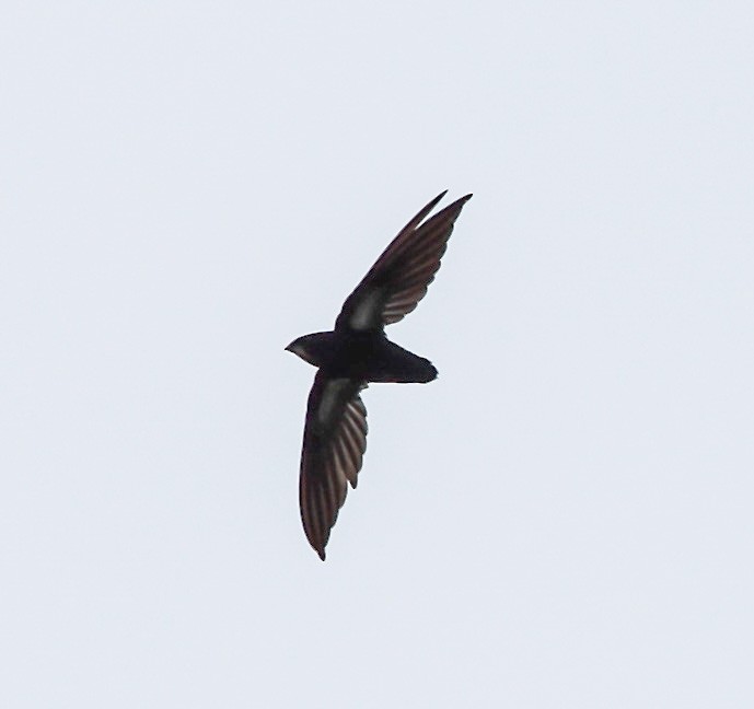 Philippine Spinetail - ML69557831