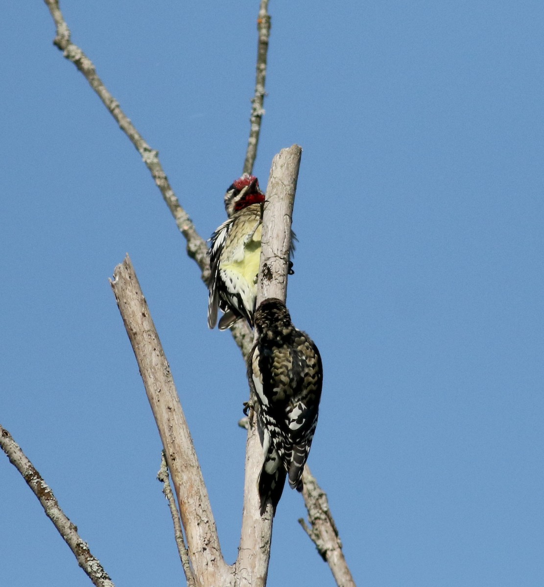 Yellow-bellied Sapsucker - ML69557861