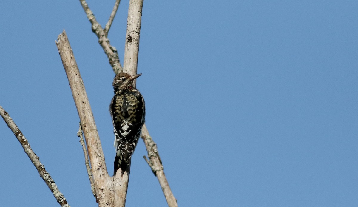 Yellow-bellied Sapsucker - ML69557881