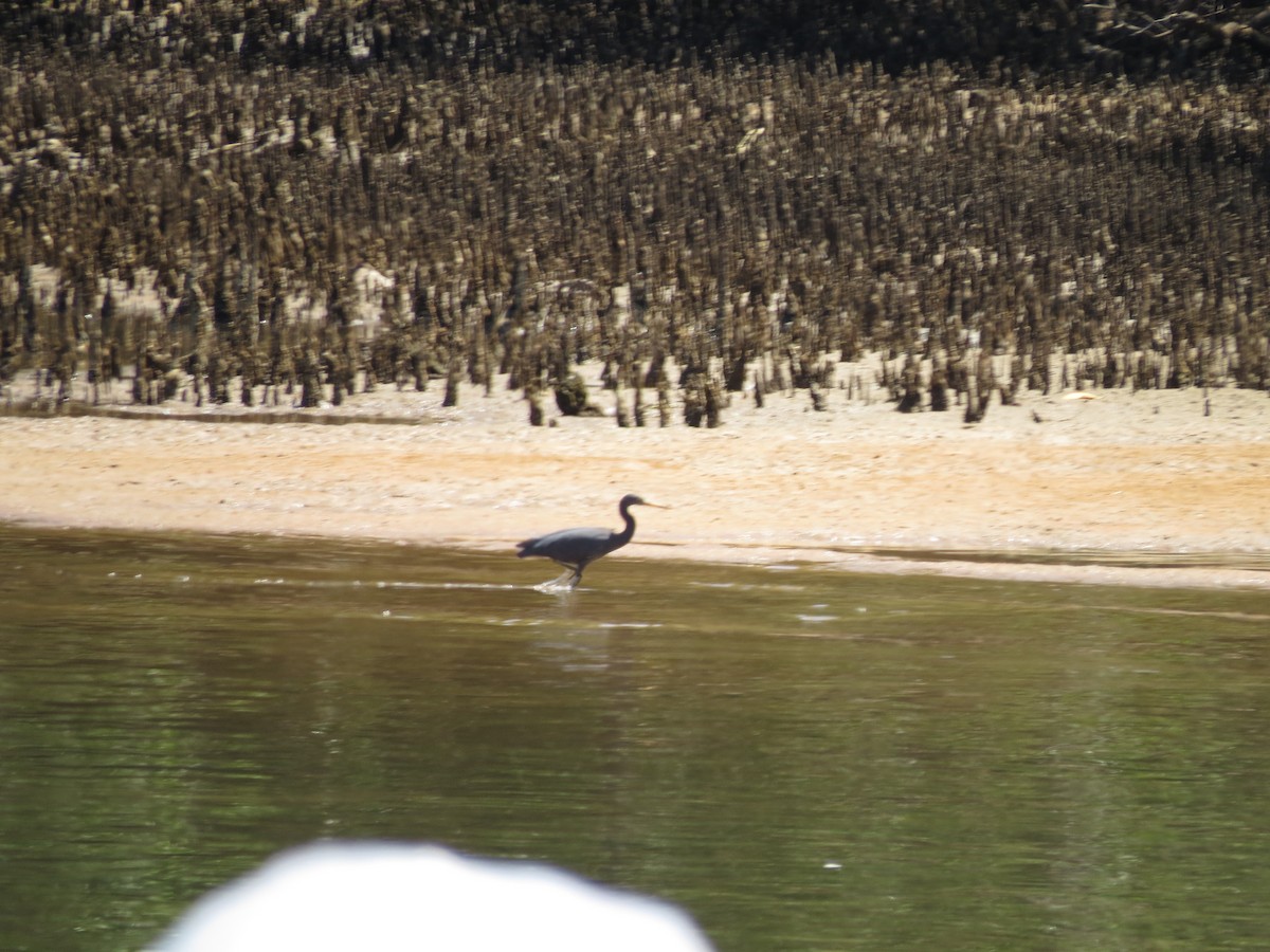 Pacific Reef-Heron - ML69557901