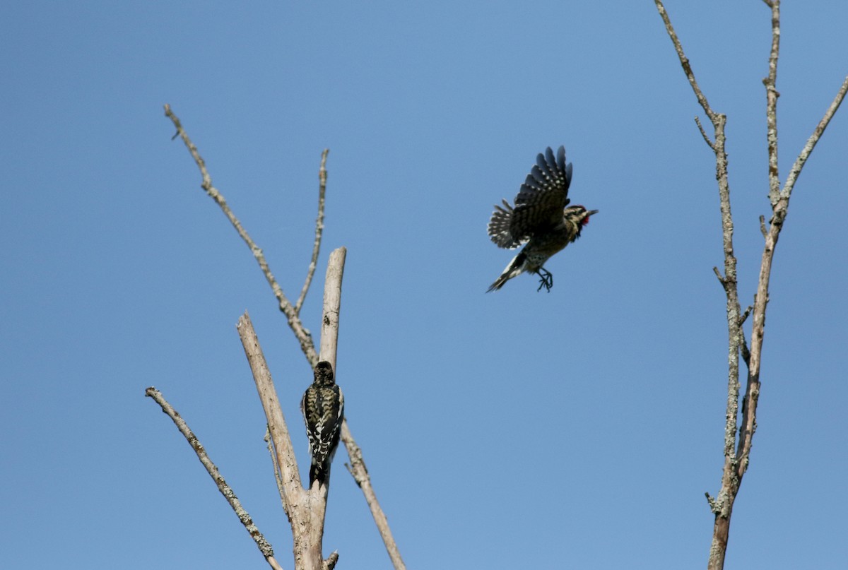 Yellow-bellied Sapsucker - ML69558141