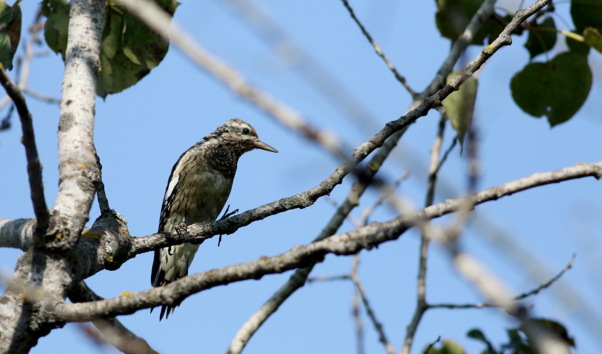 Yellow-bellied Sapsucker - ML69558281