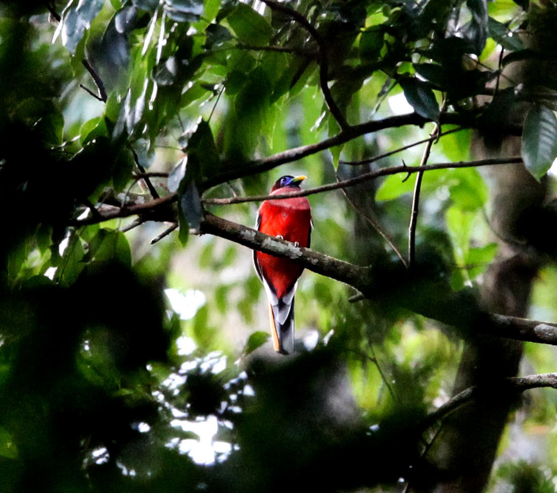 Philippine Trogon - ML69559011