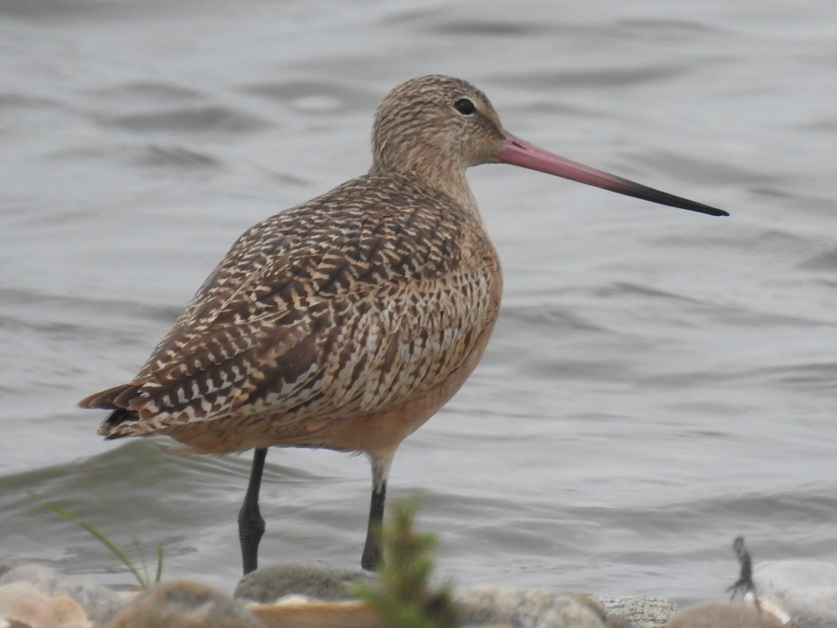 Marbled Godwit - Stephen Spector