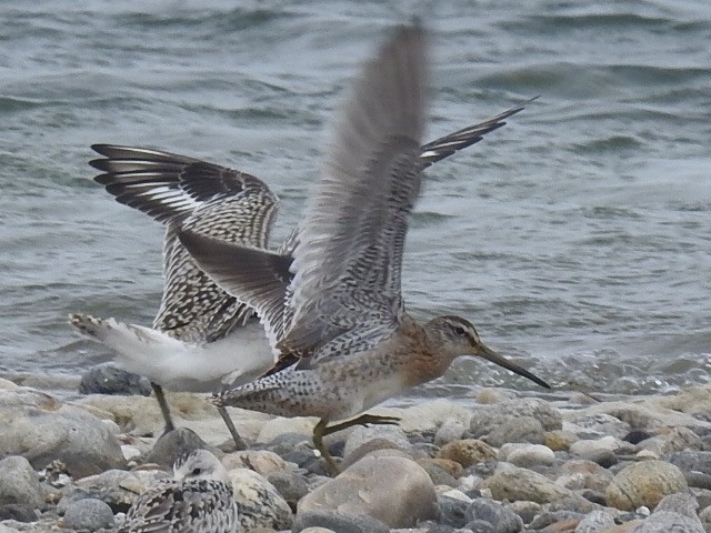 Short-billed Dowitcher - Stephen Spector