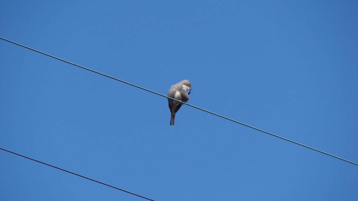 Diuca Finch - Deva Migrador