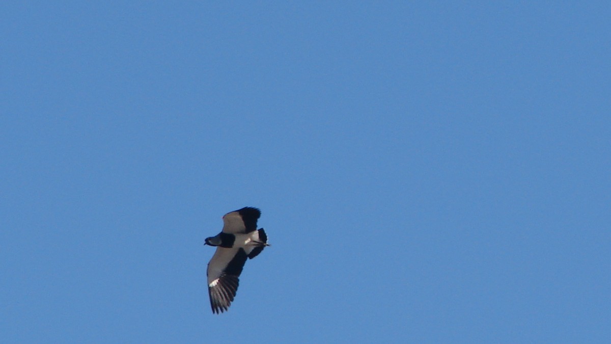 Southern Lapwing - ML69560371