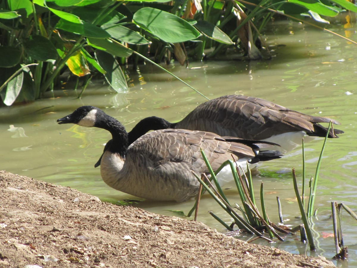 Canada Goose - ML69561011