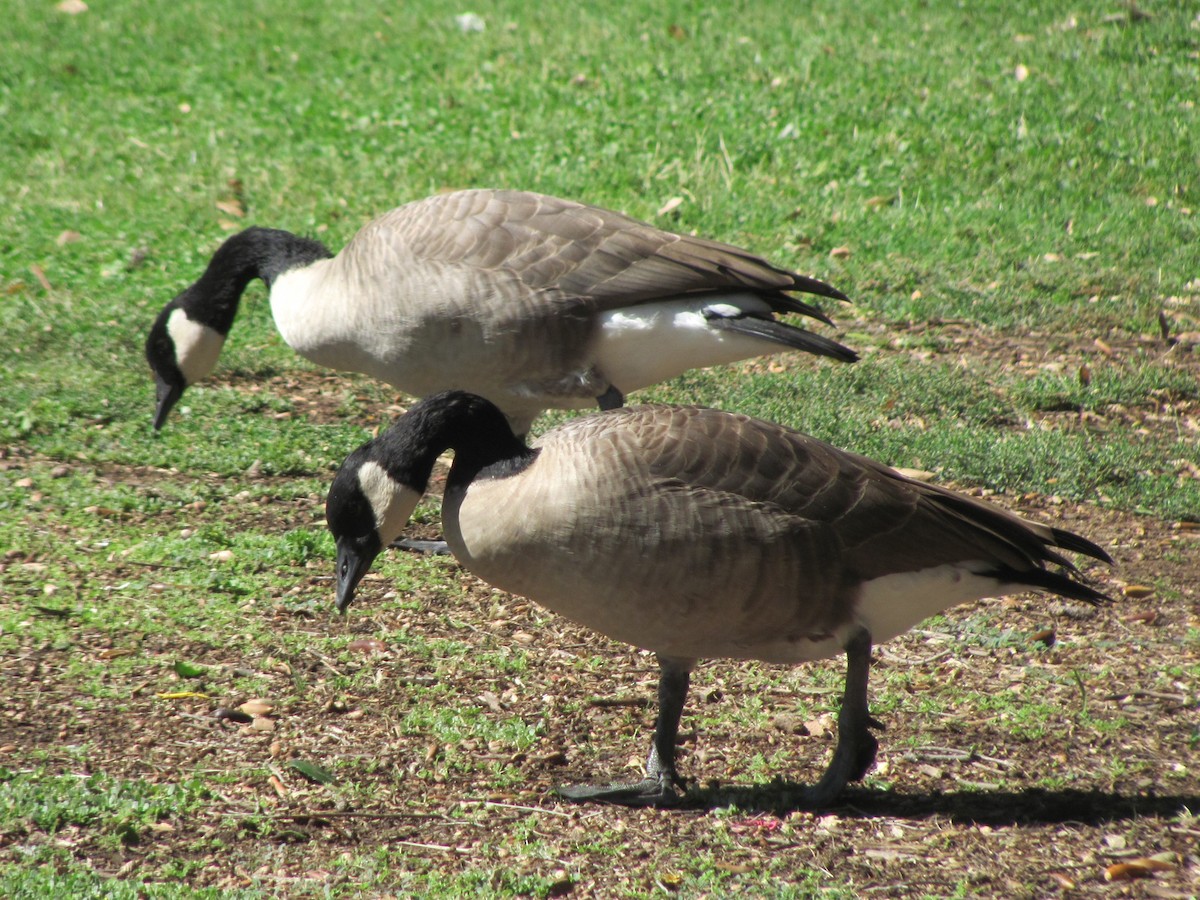 Canada Goose - ML69561071