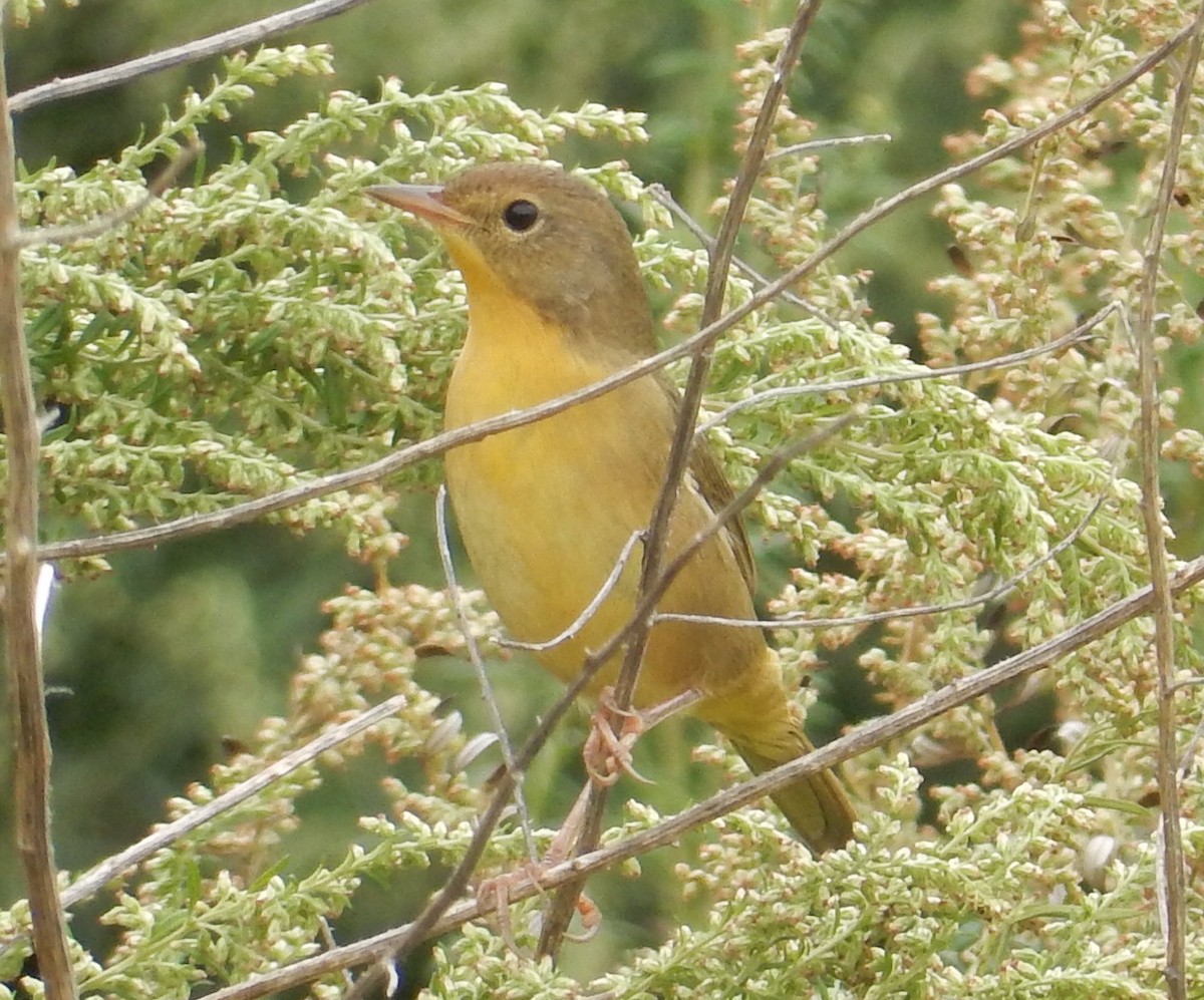 Common Yellowthroat - ML69561361
