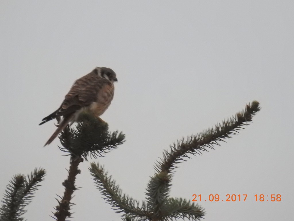 American Kestrel - ML69563041