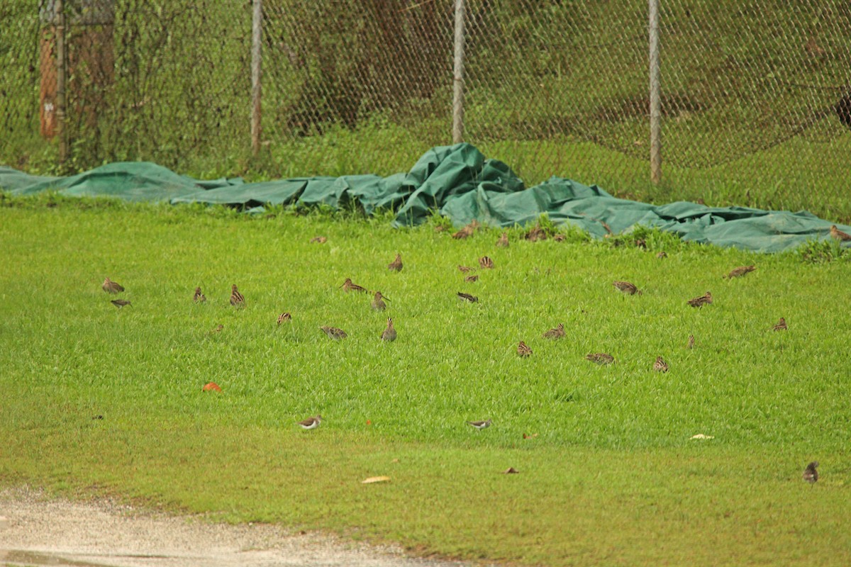 Swinhoe's Snipe - ML69563291