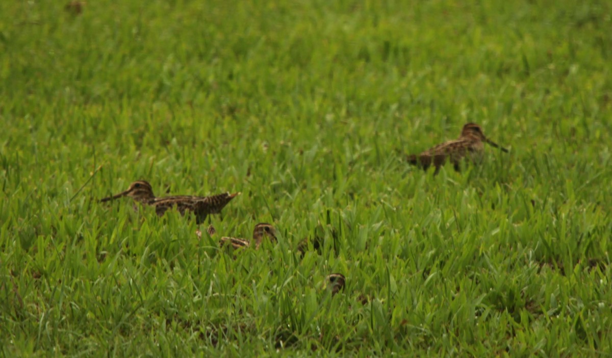 Swinhoe's Snipe - Alan  Olsen