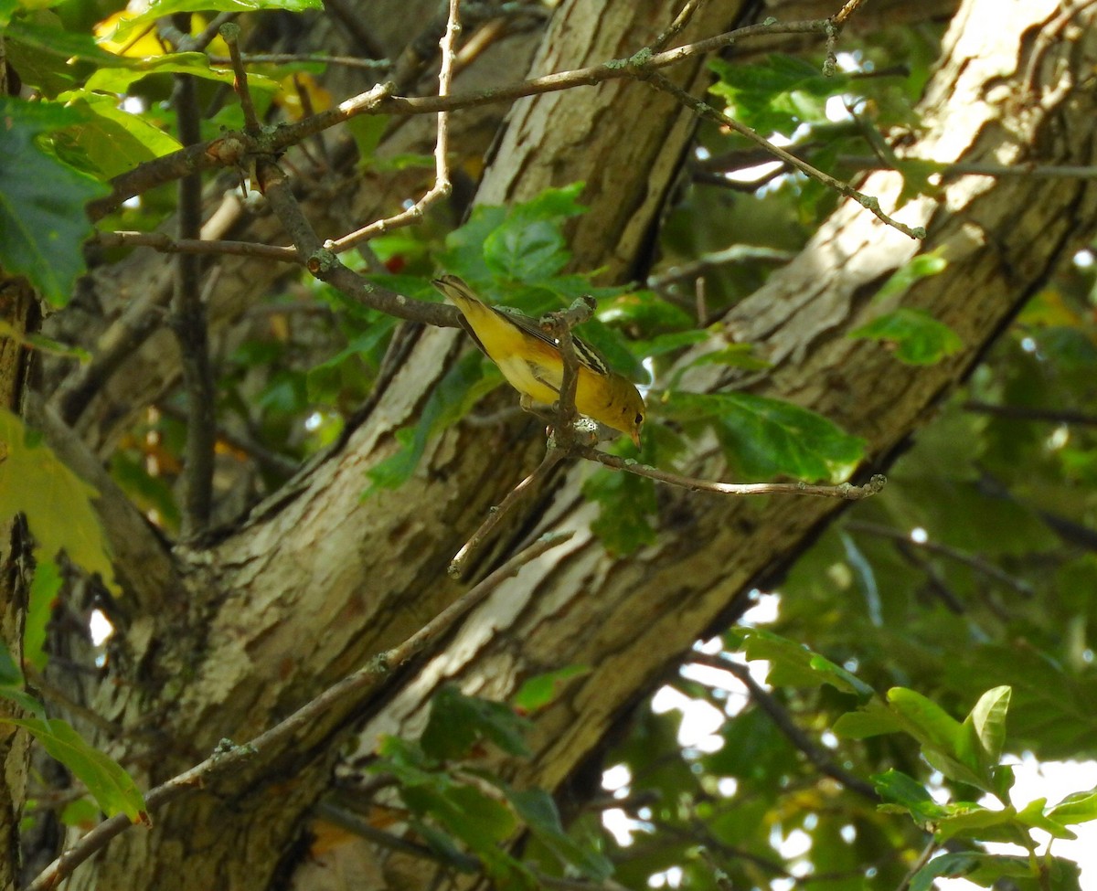 Bay-breasted Warbler - ML69564031