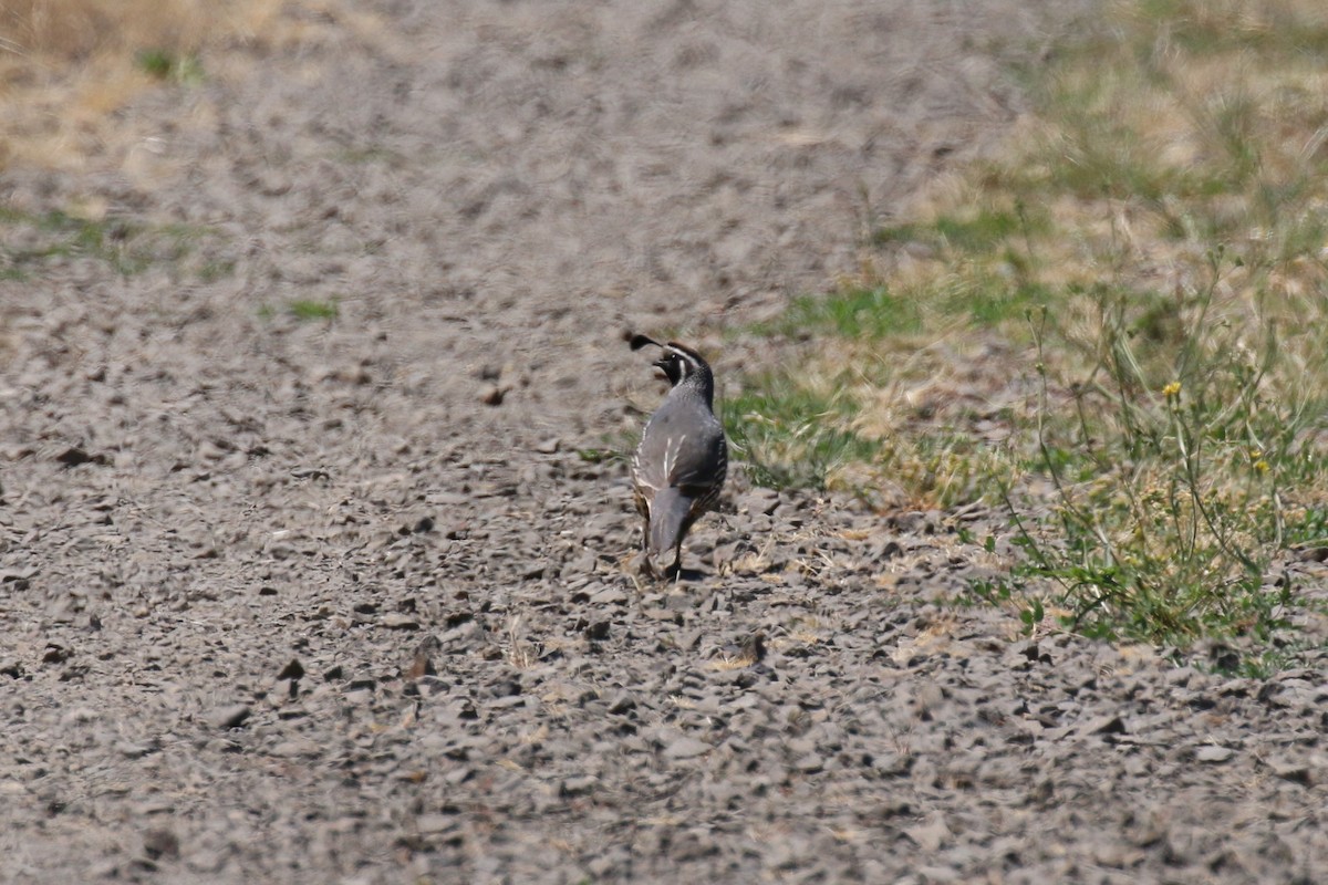 California Quail - ML69564081