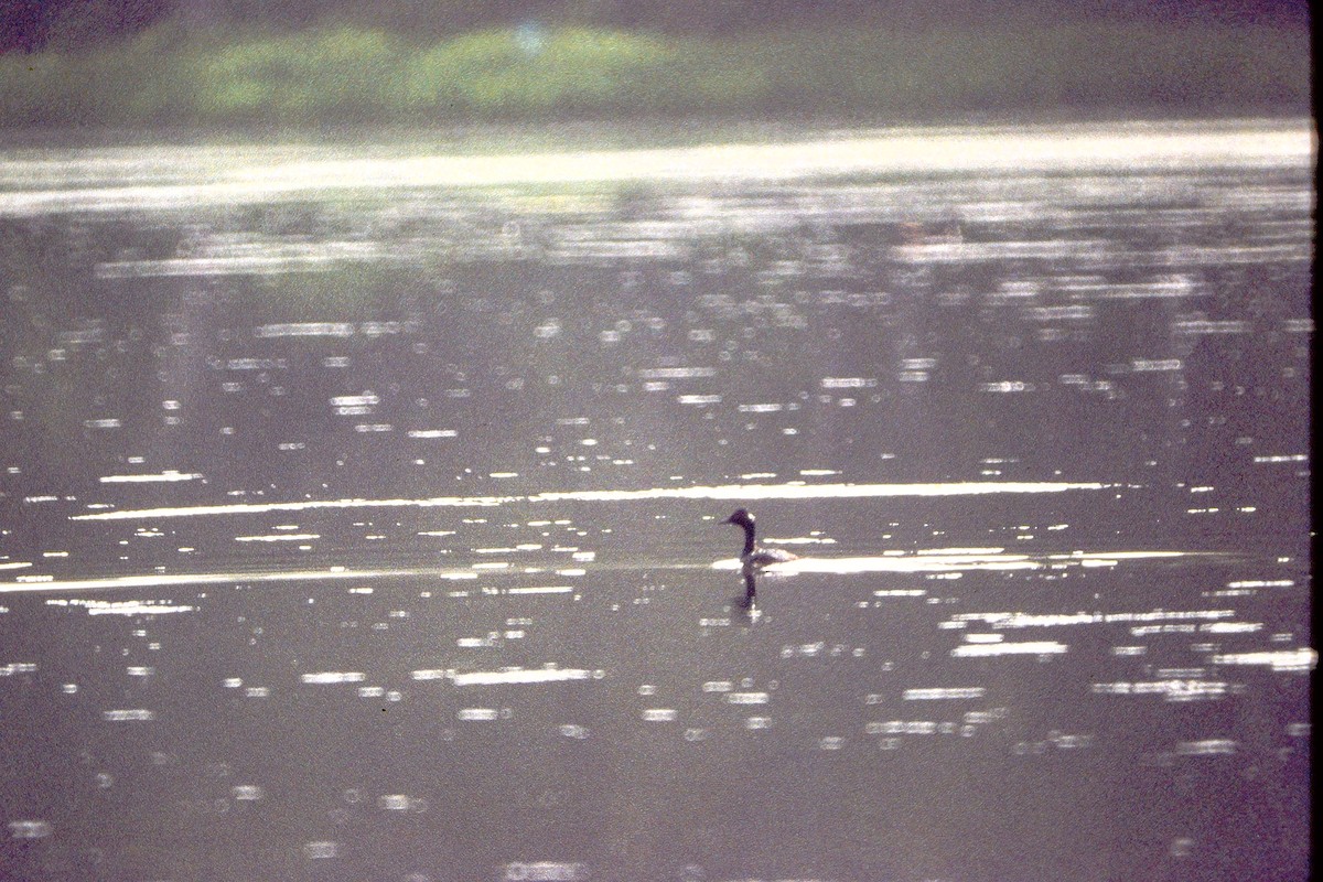 Eared Grebe - ML69564291