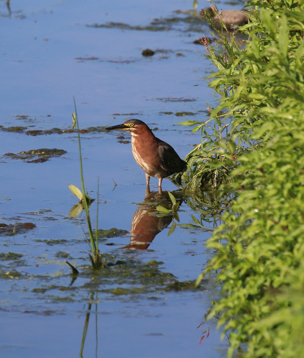 Green Heron - Henry Burton