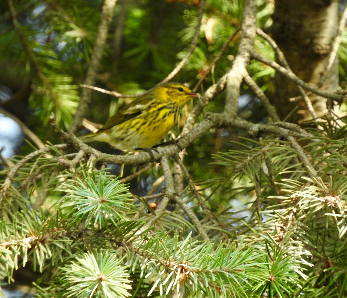 Cape May Warbler - ML69565181