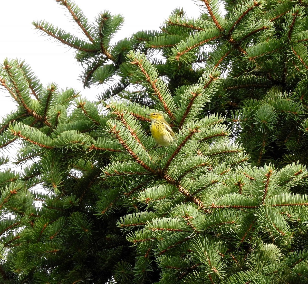 Cape May Warbler - ML69565191