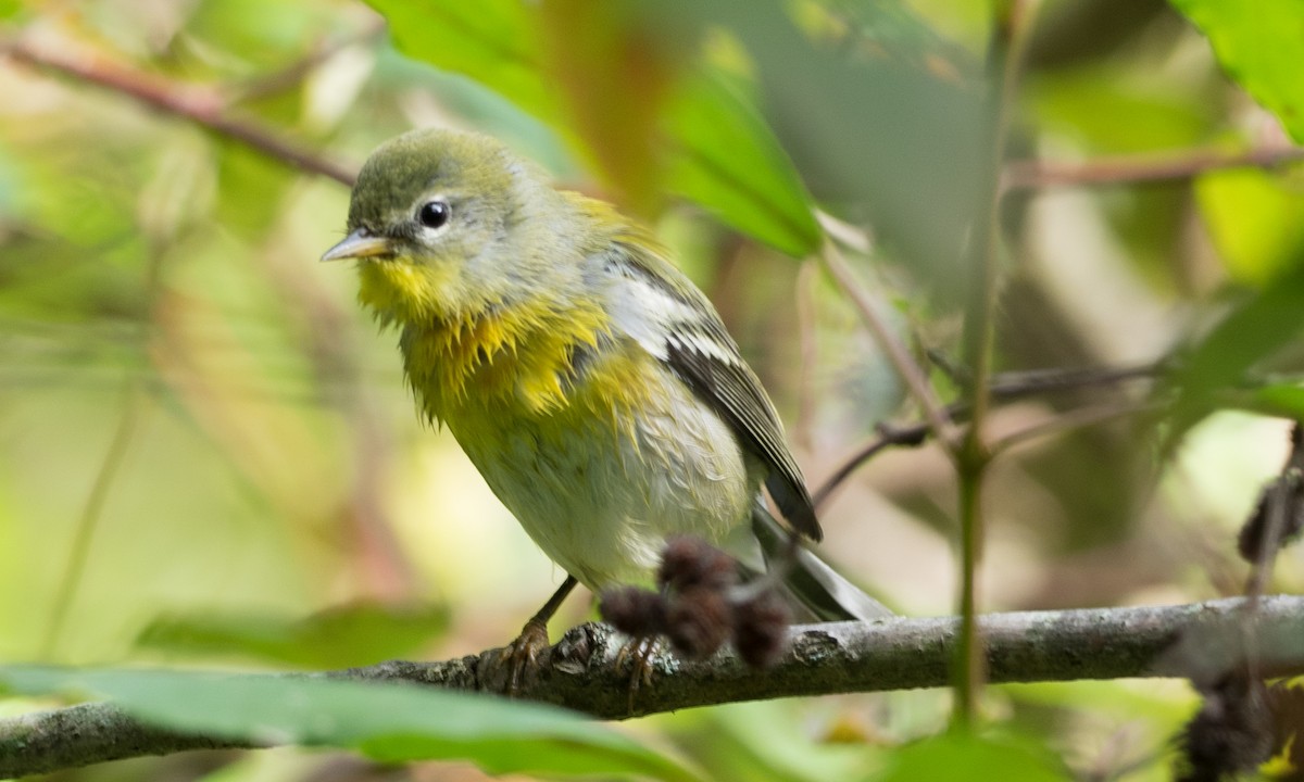 Northern Parula - Brad Heath