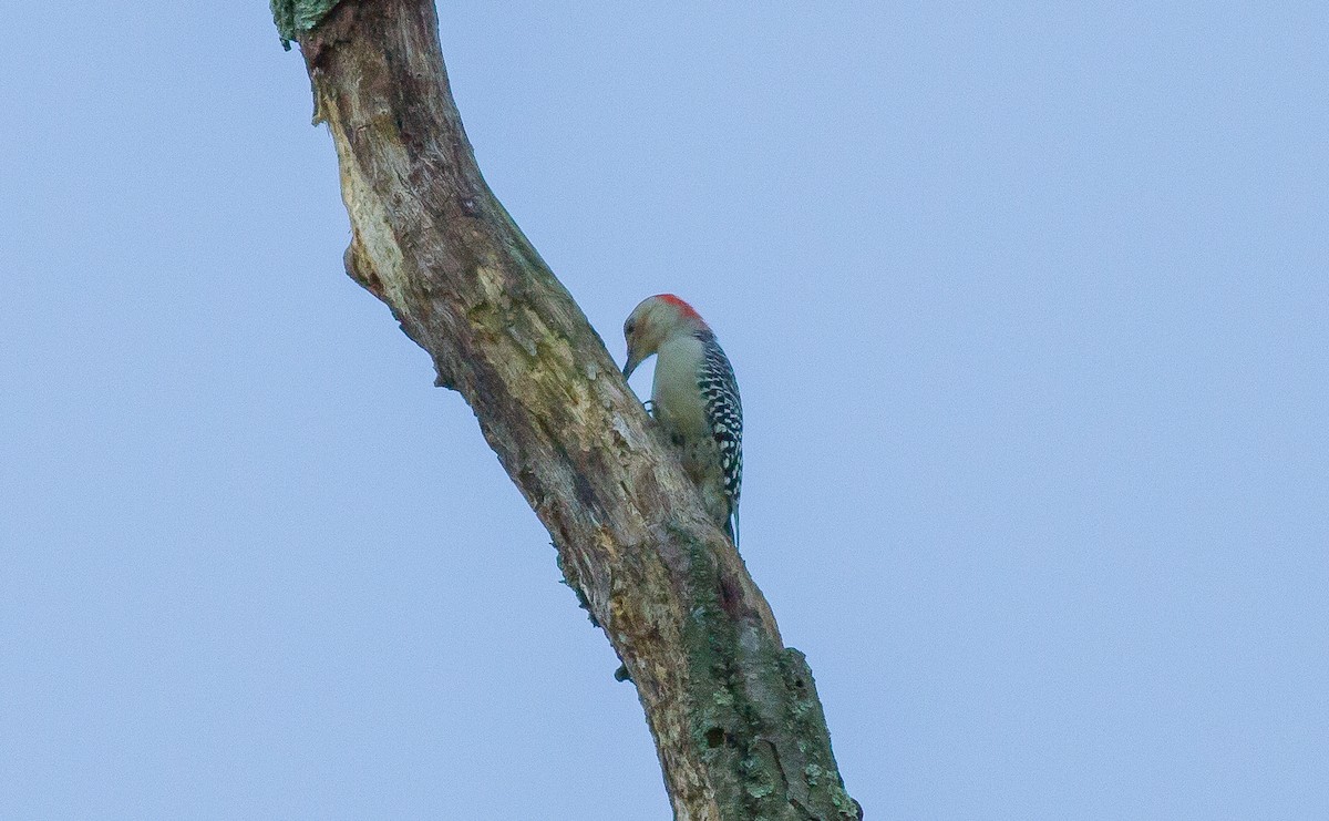Red-bellied Woodpecker - ML69565761