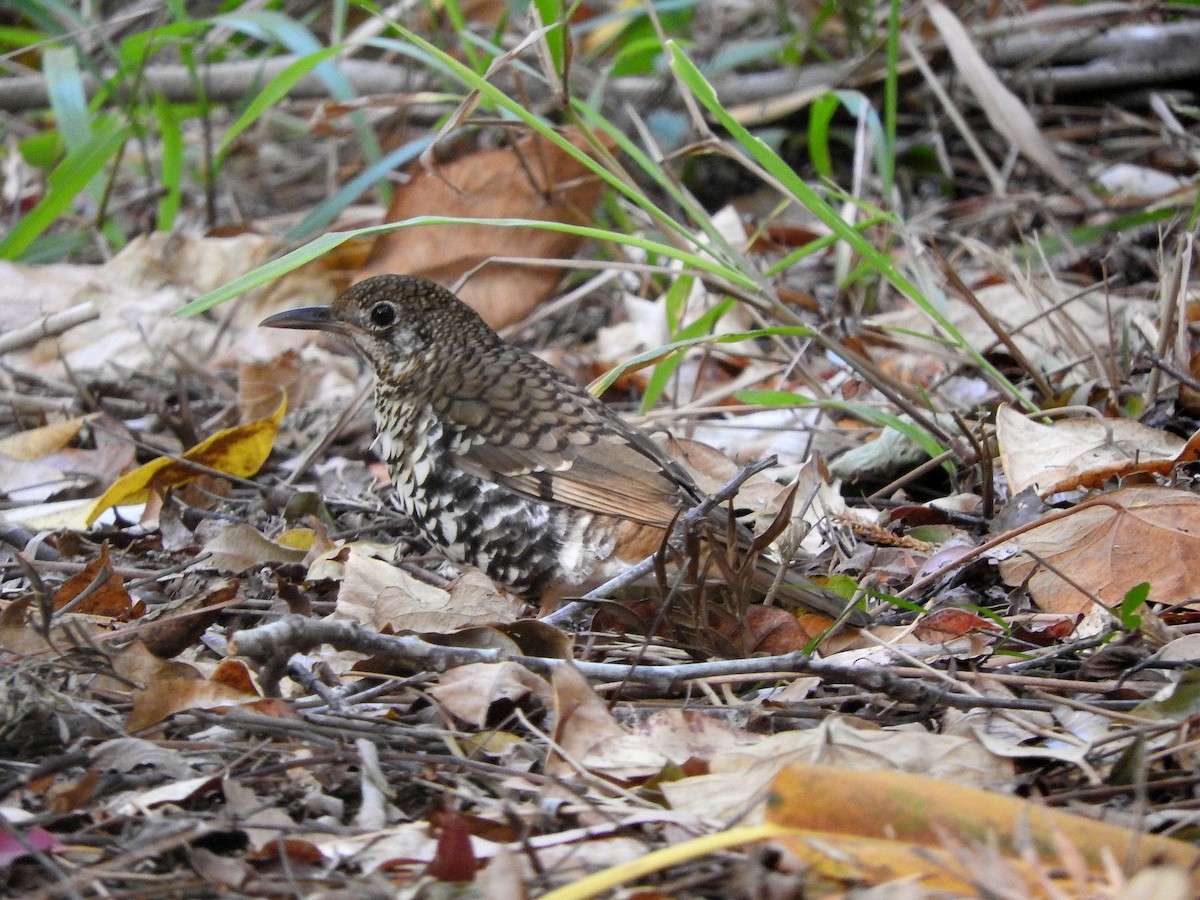 Russet-tailed Thrush (Russet-tailed) - ML69567851