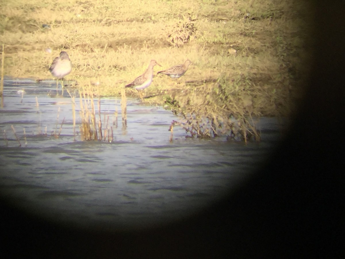 Pectoral Sandpiper - Christopher Di Corrado