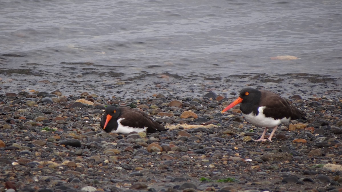 American Oystercatcher - ML69569611