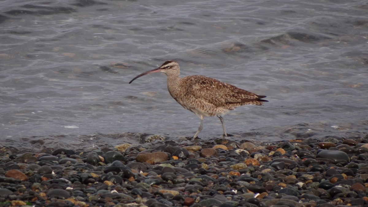 Whimbrel - ML69570061