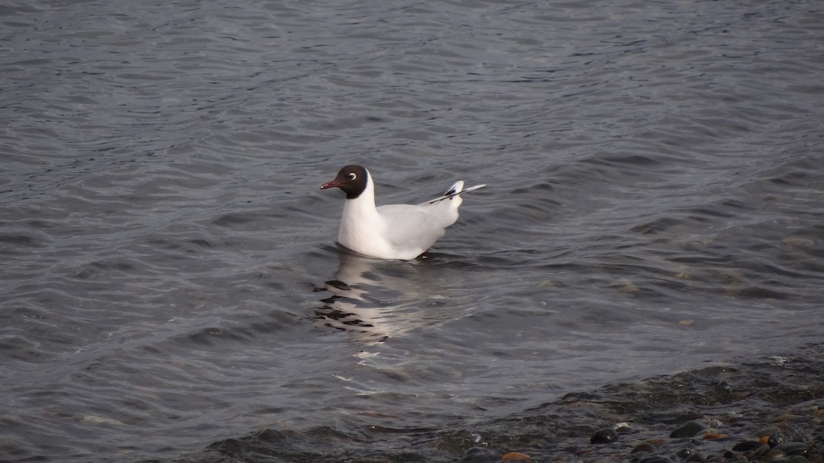 Brown-hooded Gull - ML69570081