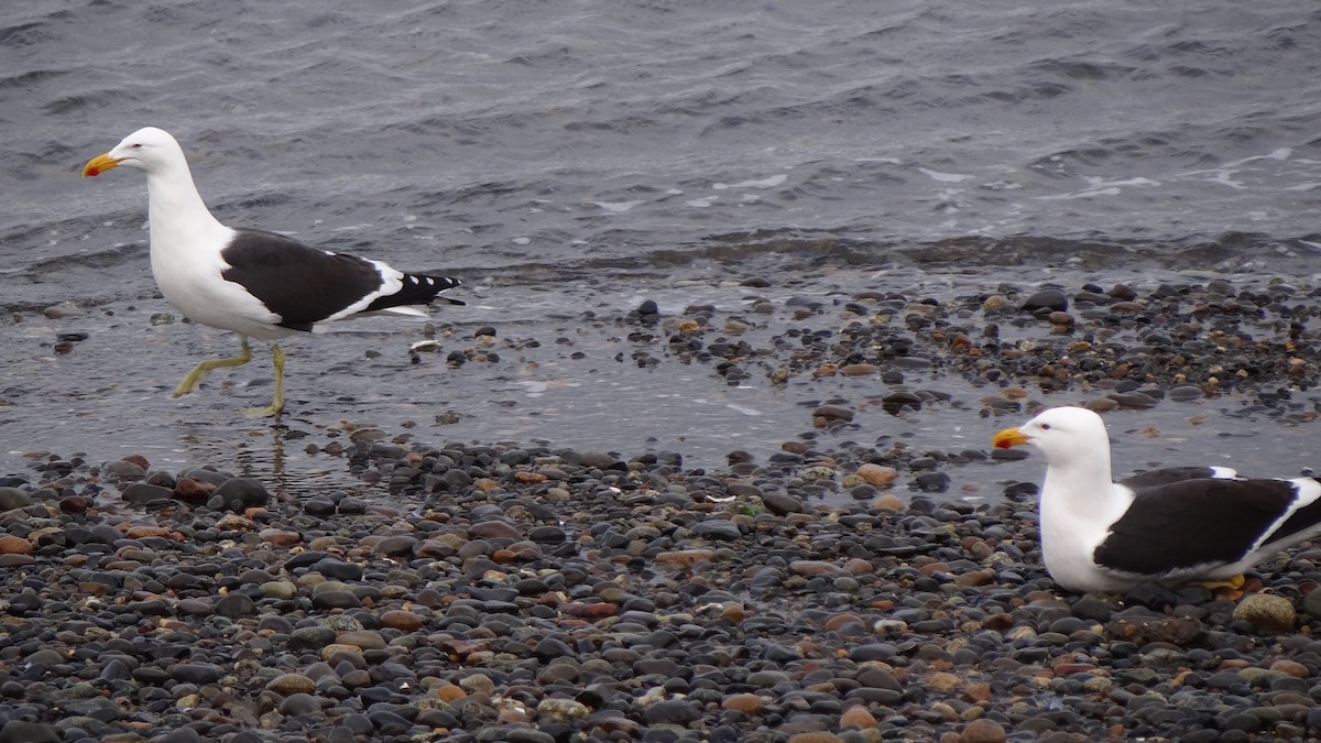 Kelp Gull - ML69570181