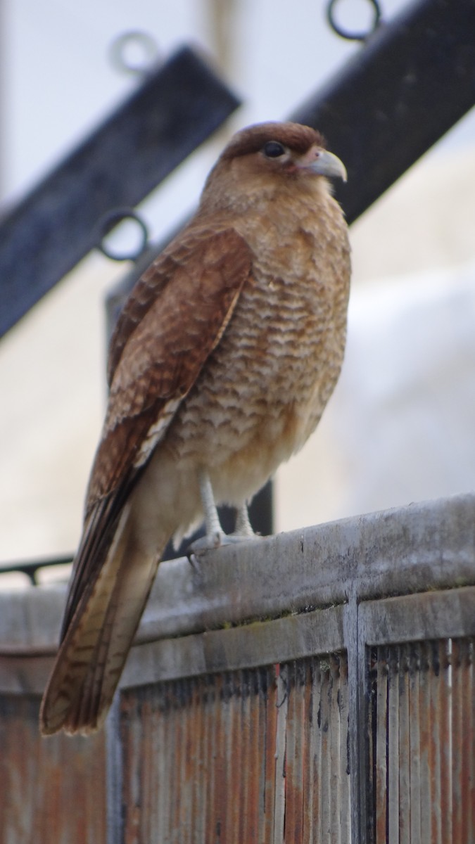 Chimango Caracara - ML69570291