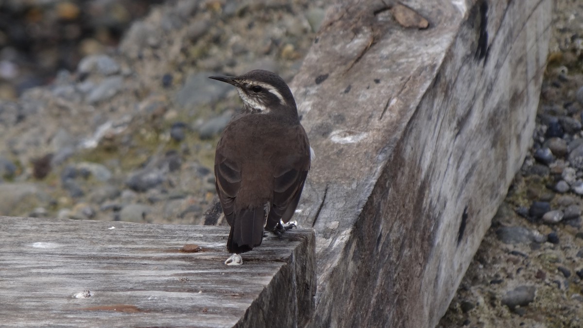 Dark-bellied Cinclodes - Claudio Jorge Paccot