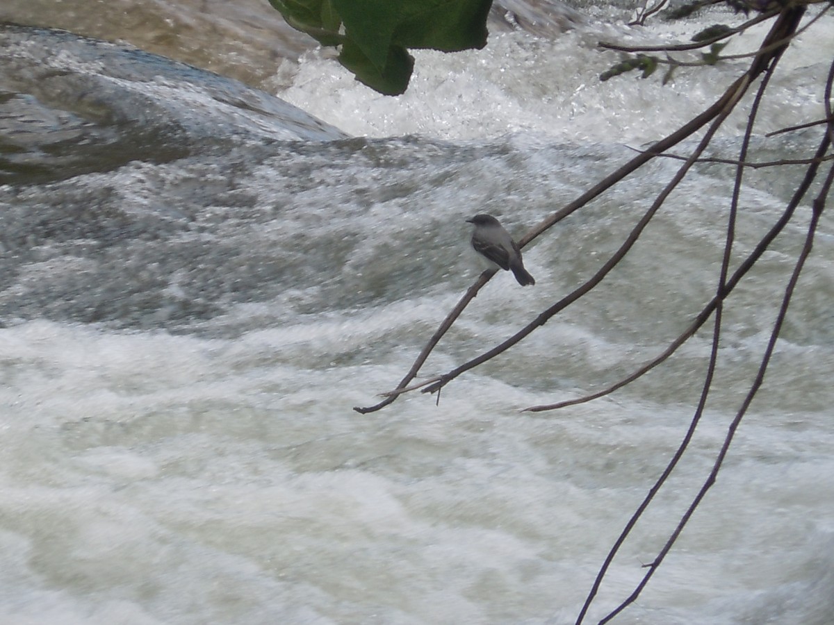 Torrent Tyrannulet - Daniel de Jesus Garcia León