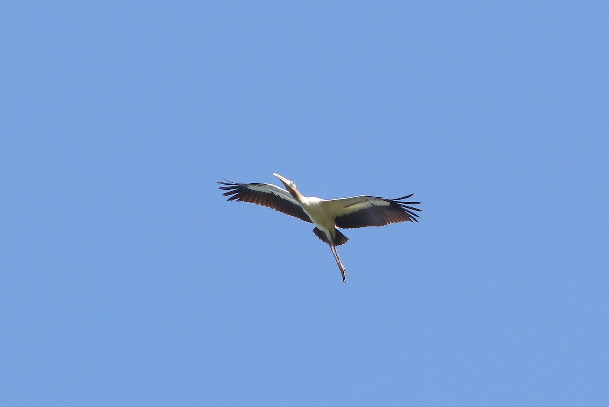 Wood Stork - ML69572091