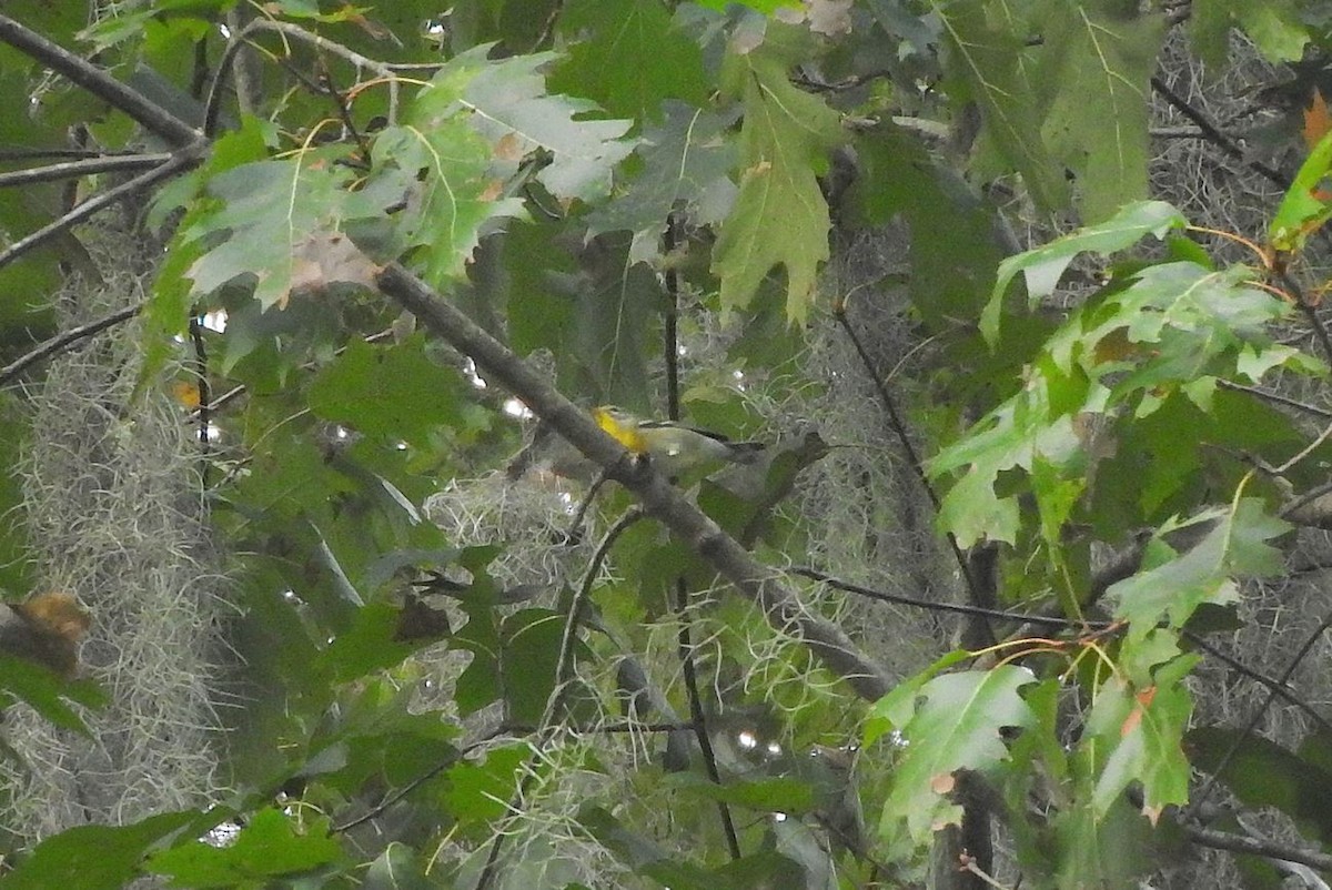 Northern Parula - Milton Hobbs