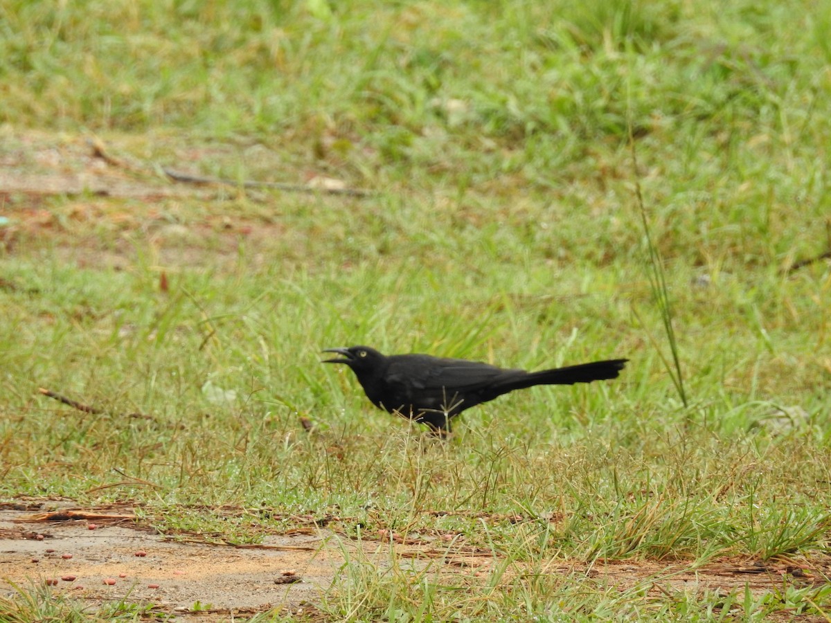 Great-tailed Grackle (Great-tailed) - Mario Reyes Jr