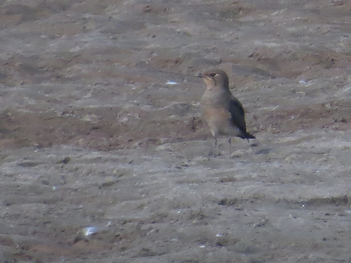 Oriental Pratincole - ML69574361