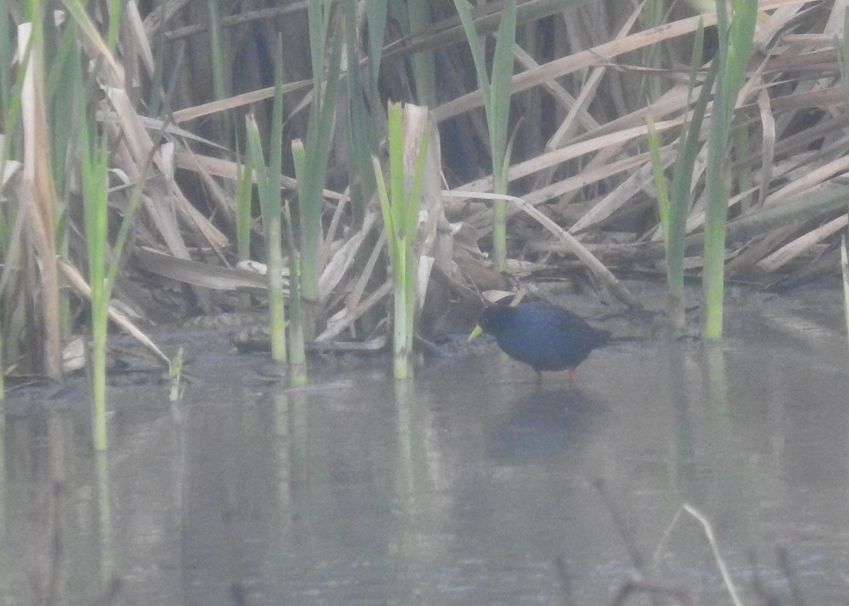 Polluela Negra Africana - ML69574641