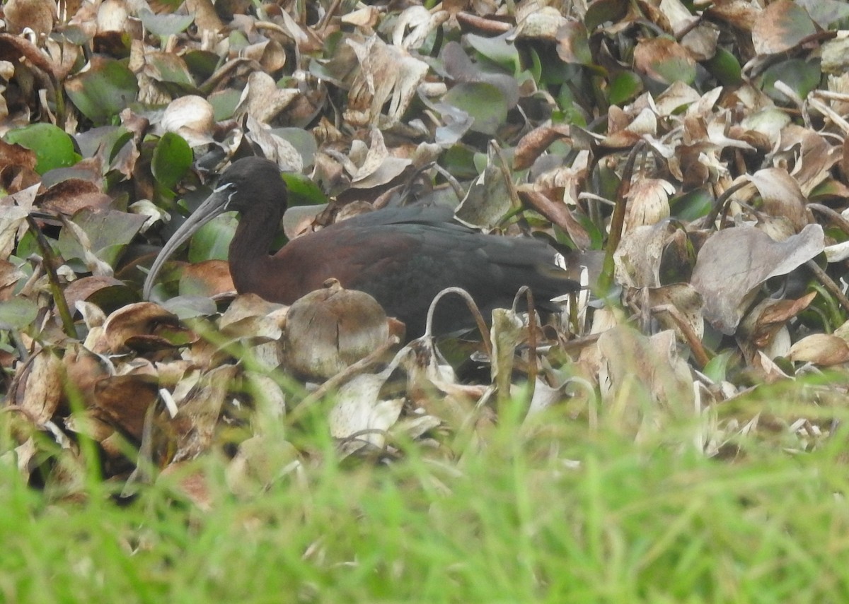 ibis hnědý - ML69574871