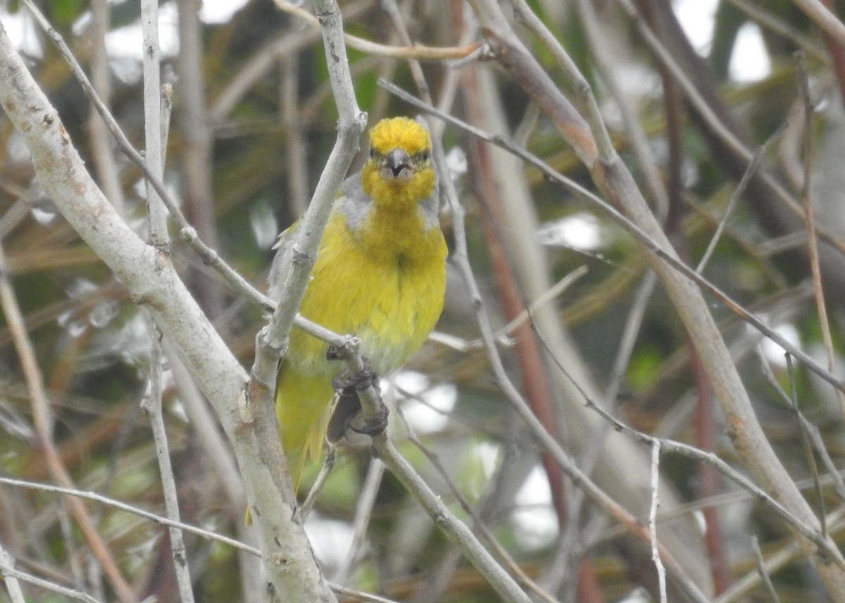 Cape Canary - Heidi Ware Carlisle