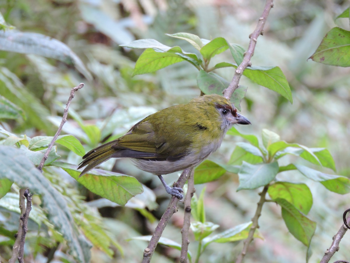 Black-billed Peppershrike - ML69576891