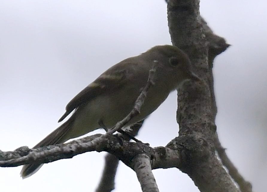 Least Flycatcher - ML69583541