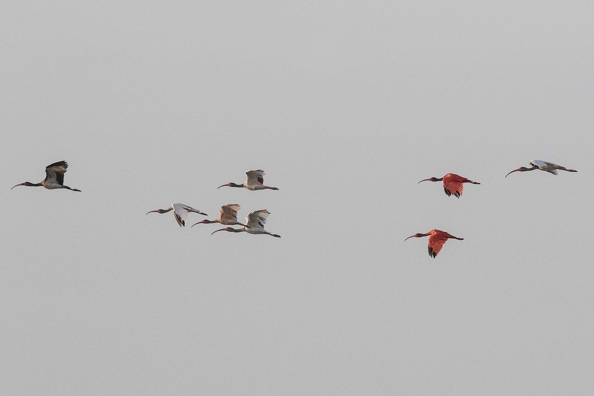 Ibis Escarlata - ML69584151