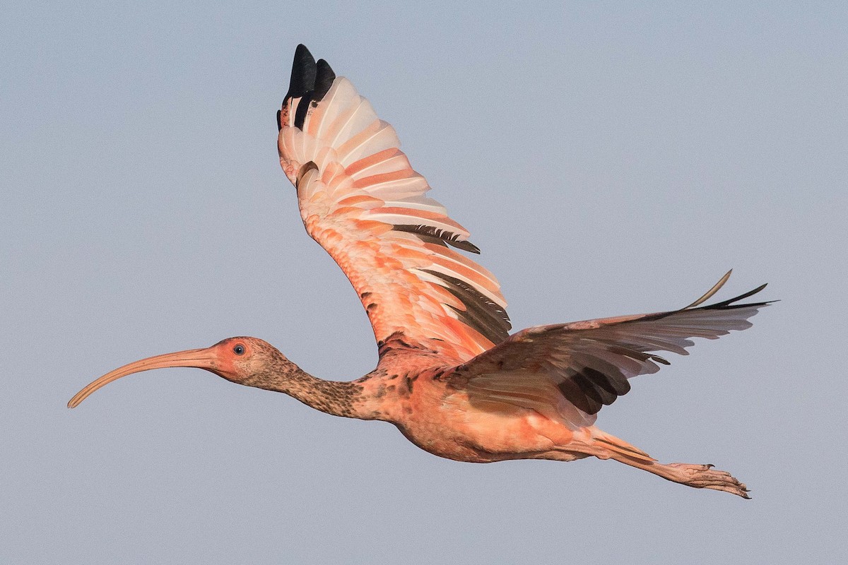 Scarlet Ibis - ML69584221